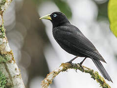 Scarlet-rumped Cacique