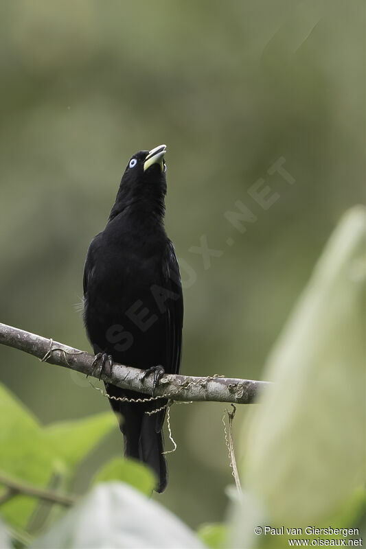 Scarlet-rumped Caciqueadult