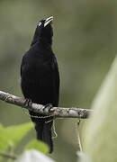 Scarlet-rumped Cacique