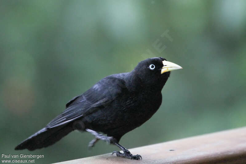 Cassique à dos rougeadulte, portrait