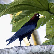 Band-tailed Cacique