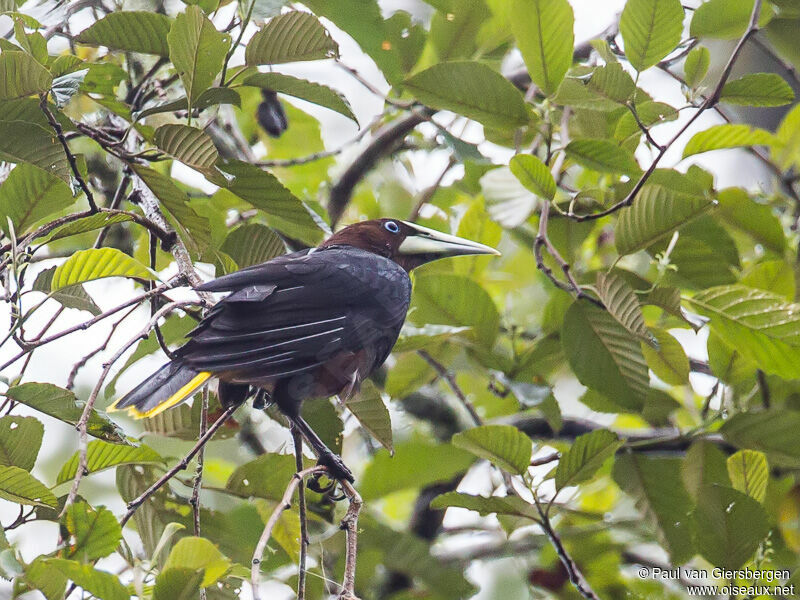 Chestnut-headed Oropendola