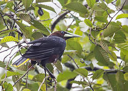 Chestnut-headed Oropendola