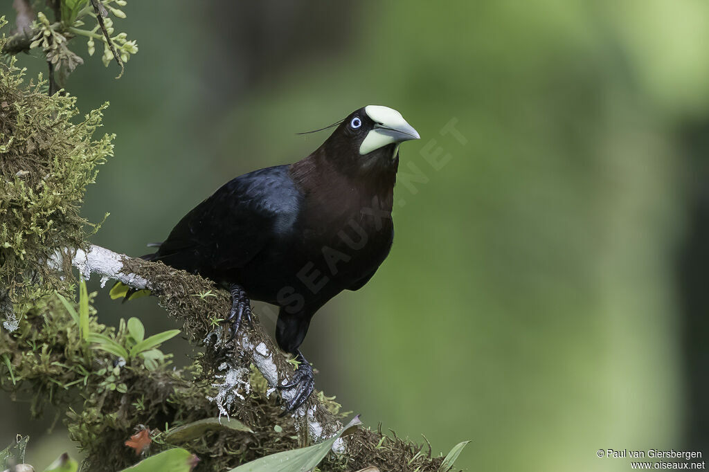 Cassique à tête bruneadulte