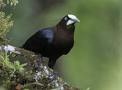 Chestnut-headed Oropendola