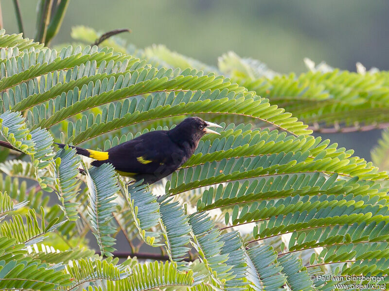 Yellow-rumped Cacique