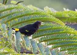 Yellow-rumped Cacique