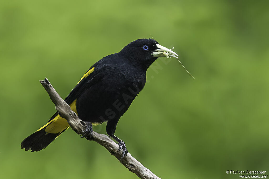 Yellow-rumped Caciqueadult