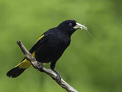 Yellow-rumped Cacique