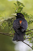 Red-rumped Cacique