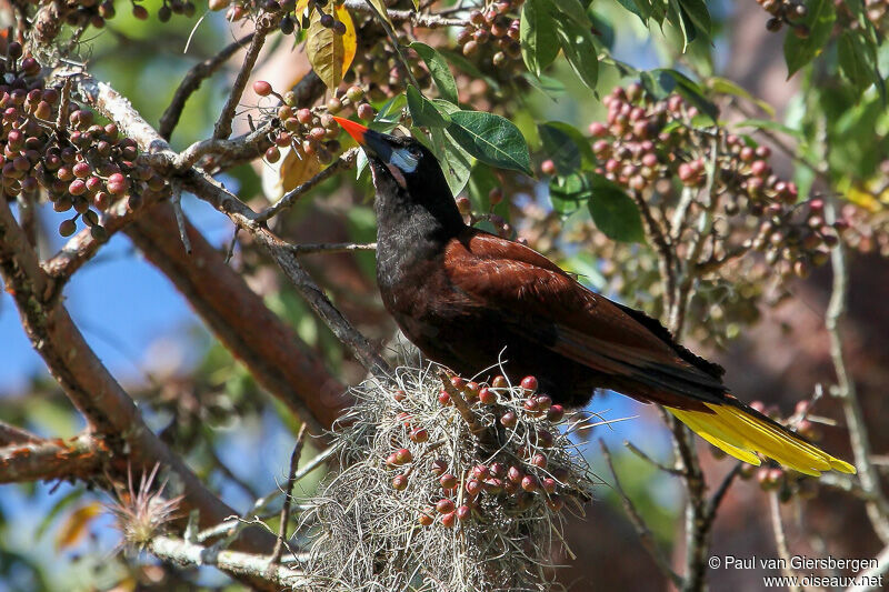 Montezuma Oropendola