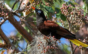 Montezuma Oropendola