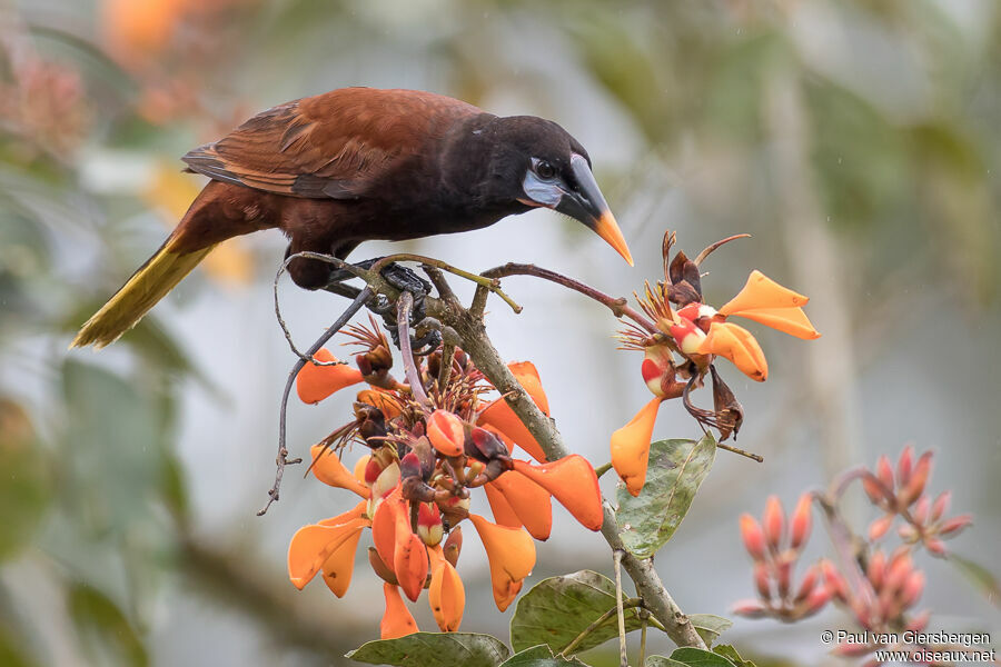 Montezuma Oropendolaadult