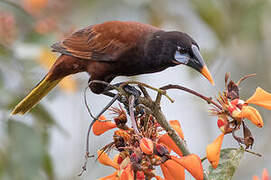 Montezuma Oropendola