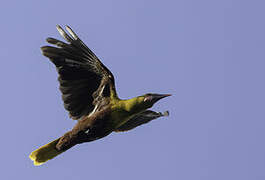 Olive Oropendola