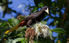 Crested Oropendola