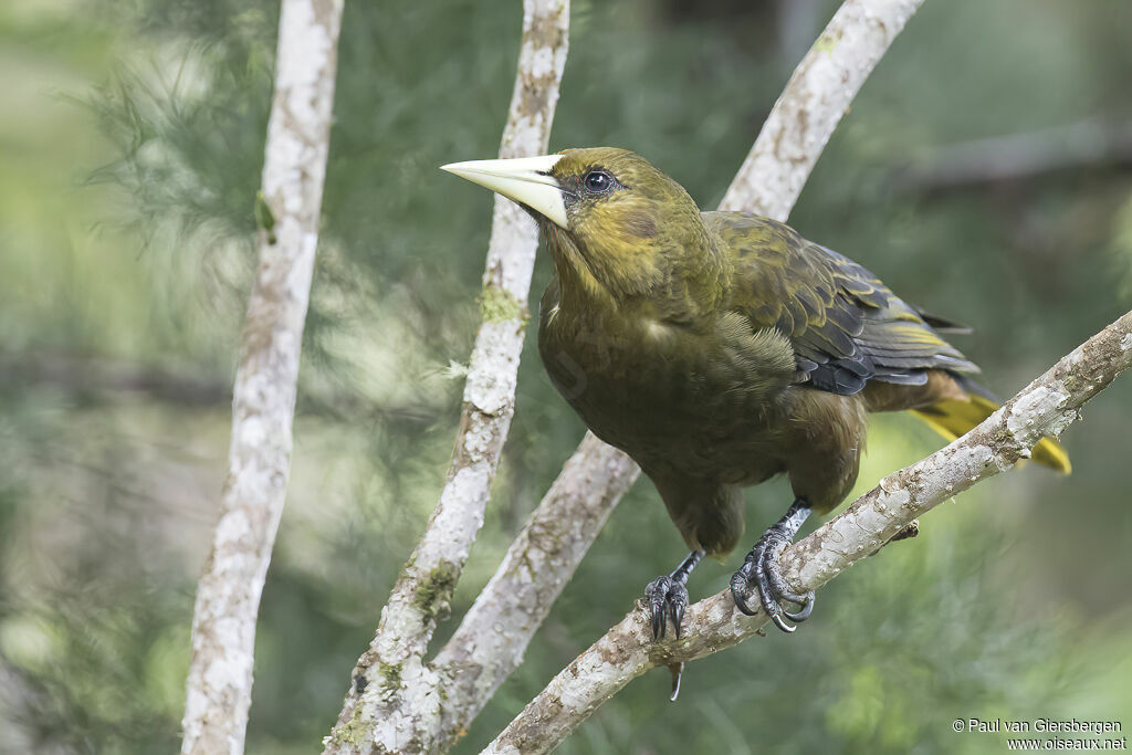 Dusky-green Oropendolaadult