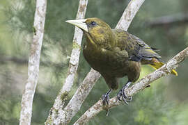 Dusky-green Oropendola