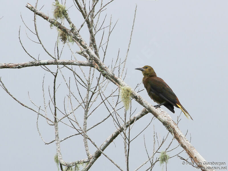 Russet-backed Oropendola