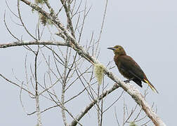 Russet-backed Oropendola