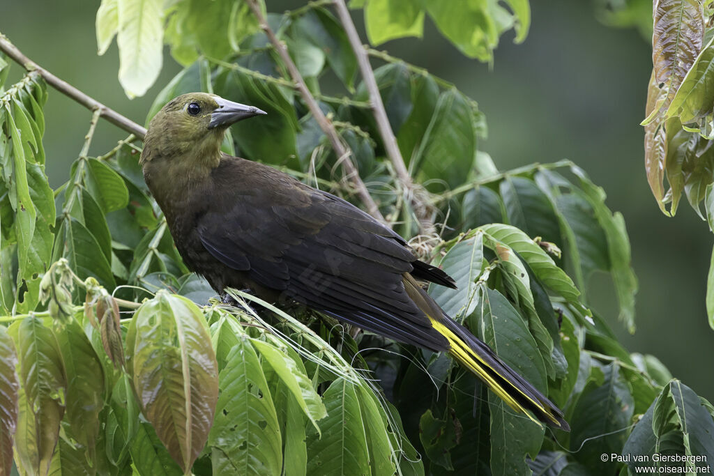 Russet-backed Oropendolaadult