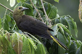 Russet-backed Oropendola