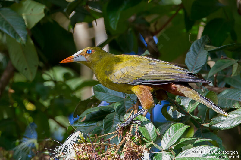 Green Oropendola