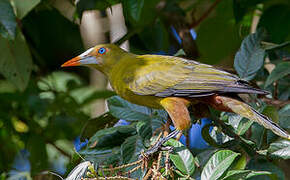 Green Oropendola