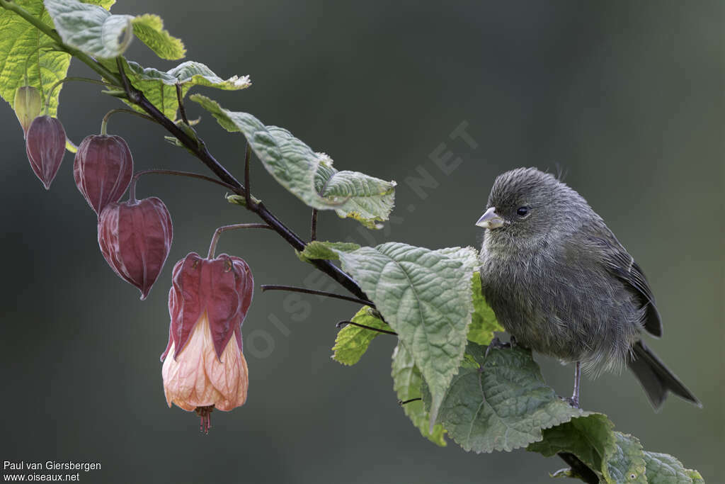 Cataménie du paramo femelle adulte, identification