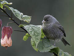 Paramo Seedeater