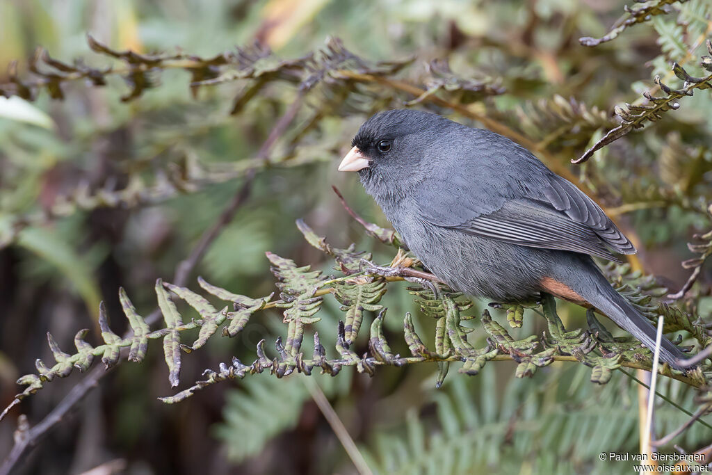 Paramo Seedeater male adult