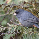 Cataménie du paramo