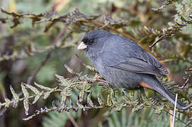 Paramo Seedeater