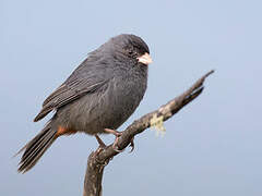 Paramo Seedeater