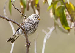 Band-tailed Seedeater