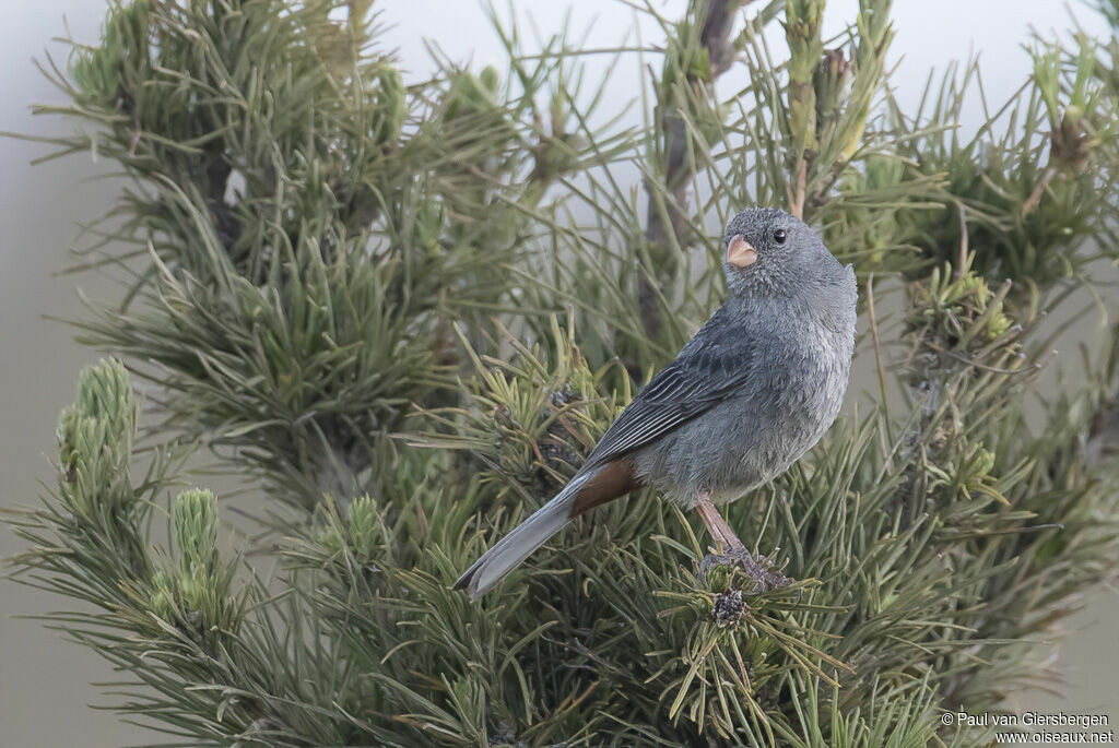 Plain-colored Seedeateradult