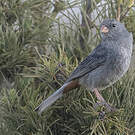 Cataménie terne