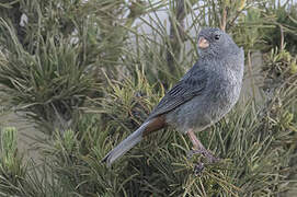 Plain-colored Seedeater