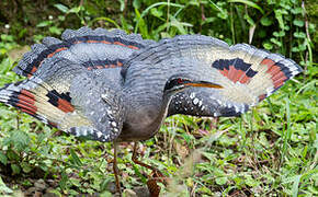 Sunbittern