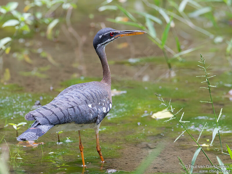 Sunbittern