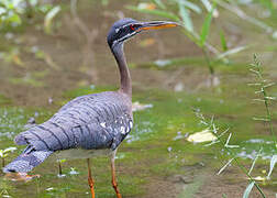 Sunbittern