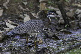 Sunbittern