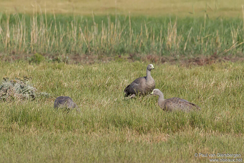 Cape Barren Goose