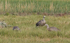 Cape Barren Goose