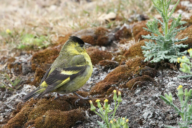 Black-chinned Siskin