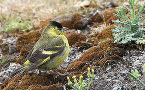 Black-chinned Siskin