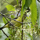 Chardonneret à ventre jaune