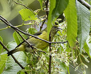 Chardonneret à ventre jaune