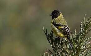 Hooded Siskin