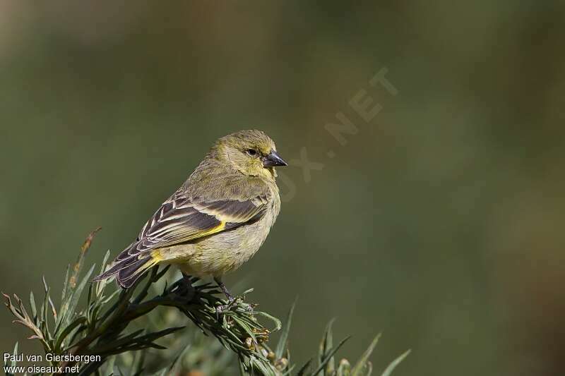 Hooded Siskin female adult, identification